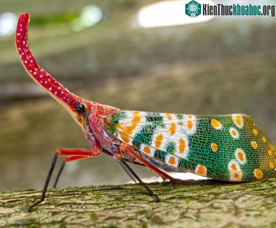Bọ đèn lồng hay còn được gọi là bọ voi hay Pinocchio, là một loài côn trùng nhiệt đới.