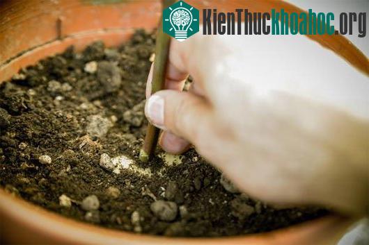 Sau một thời gian, hãy thử dùng tay kéo nhẹ phần gốc của cành, nếu thấy hơi nặng có nghĩa là rễ đã mọc ra.