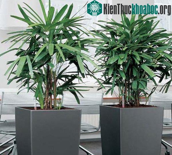 Cây cọ lá tre giúp loại bỏ benzen và lượng trichloroethylene trong không khí.
