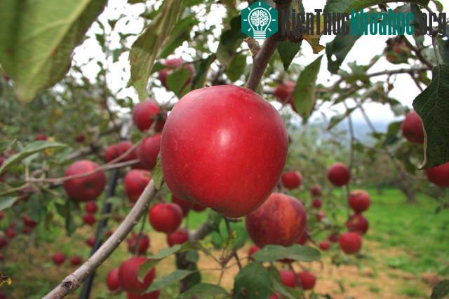 Mục sở thị "táo thần kỳ" 4 năm không thối, không hỏng ảnh 12
