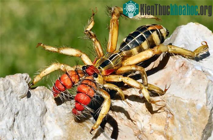 Những “kẻ khổng lồ” trong thế giới côn trùng ảnh 12