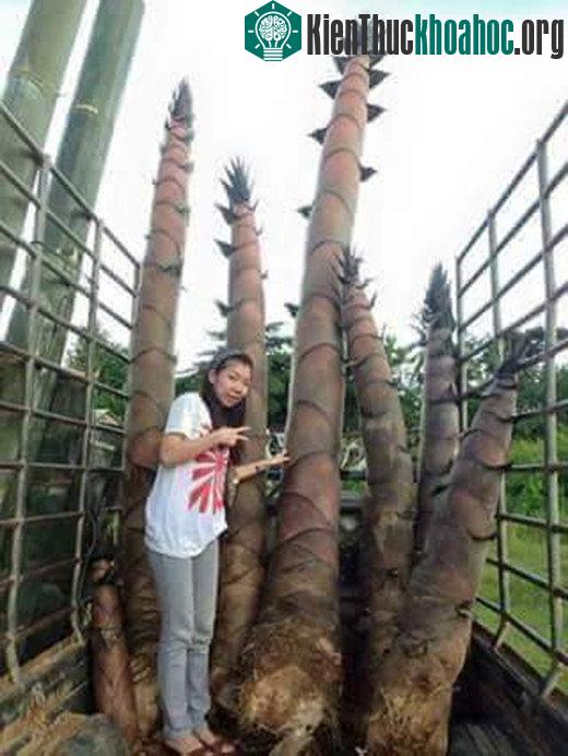 Một số khách du lịch tìm đến chụp hình với tre và măng khổng lồ.