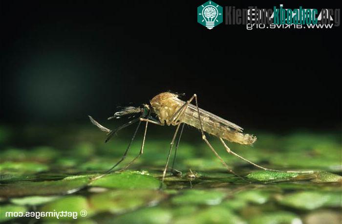 Thời gian trứng muỗi phát triển đến tuổi trưởng thành chỉ khoảng 6 ngày.