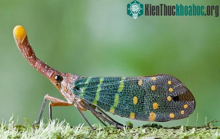 Thật ra cái "mũi" dài này chính là do miệng của chúng kéo dài ra nhằm giúp cho việc hút nhựa cây được dễ dàng hơn. Những chiếc "mũi&quo...