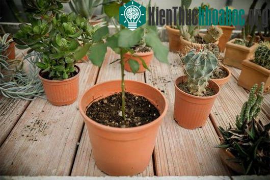 Đặt chậu hoa ra chỗ có nhiều ánh sáng để nụ hoa có thể sinh trưởng