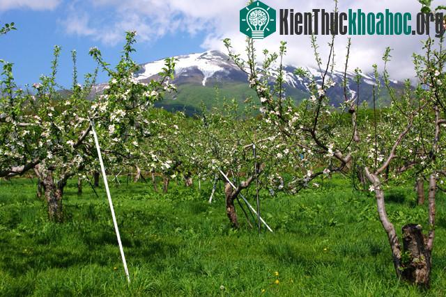 Mục sở thị "táo thần kỳ" 4 năm không thối, không hỏng