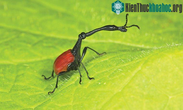Mọt ngũ cốc hươu cao cổ Trachelophorus giraffa