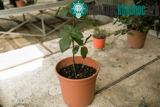 Đặt chậu ở nơi có ánh sáng nhưng tránh ánh nắng trực tiếp nhằm giúp cây làm quen dần với điều kiện thời tiết bên ngoài