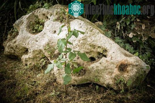 Sau một tuần "tôi luyện", giờ là lúc bạn có thể đem trồng trong vườn và tận hưởng những nụ hoa ngọt ngào dần chớm nở...