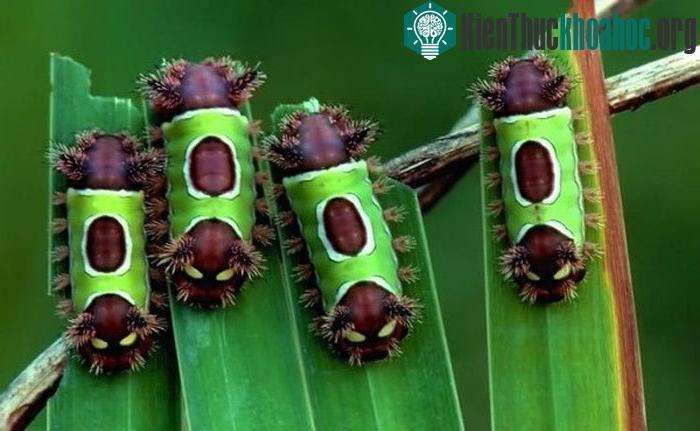 Loài sâu bướm này đặc trưng với hai đầu có màu nâu đậm cùng những chiếc "sừng" nhiều gai nhọn.