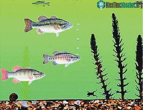 Khả năng thấu hiểu thuộc về bên trong văn hóa ảnh 2