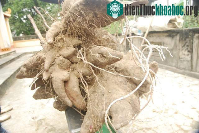 Đây là giống khoai phổ biến ở Nghệ An vì dễ trồng và cho năng suất cao.