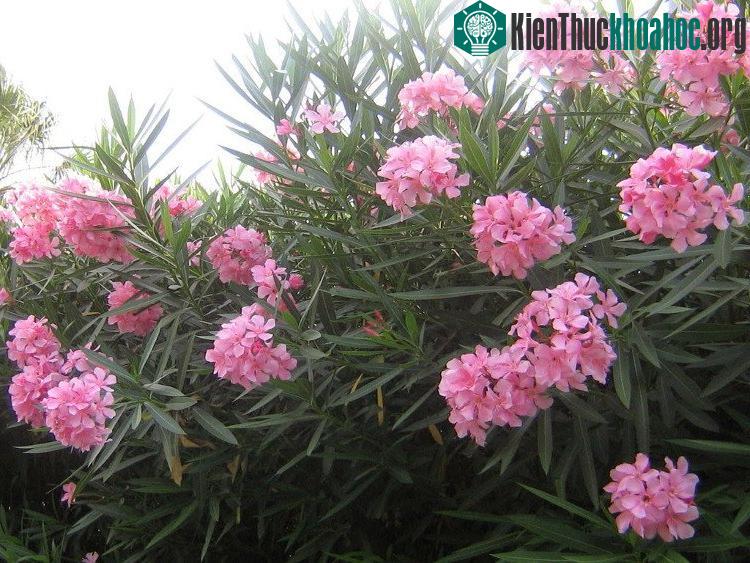 Khi có triệu chứng nhiễm độc trúc đào, cần lập tức tìm đến cơ sở y tế gần nhất để được rửa ruột.