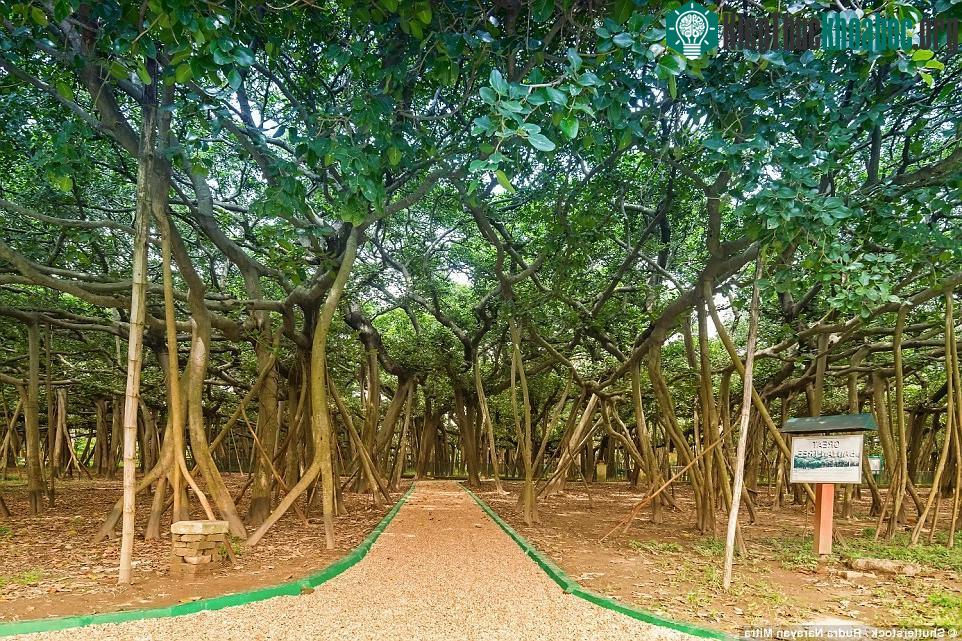 Cây đa khổng lồ nhất thế giới ảnh 2