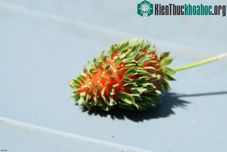 Khi hạt bị đột biến thì người ta không thể sử dụng chúng cho mục đích gieo trồng hay chế biến sau này nữa.