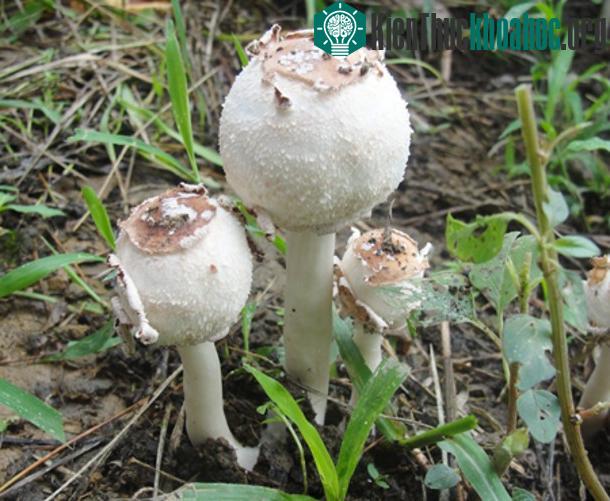 Nấm độc tán trắng hình trứng