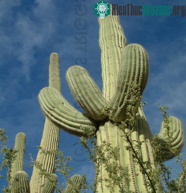 Xương rồng Saguaro