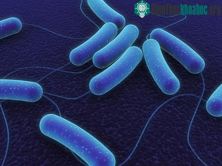 Vi khuẩn Clostridium Sporogenes