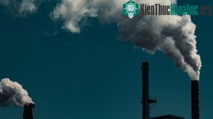 Vi khuẩn này có thể biến đổi cellulose thành nhiên liệu sinh học một cách hiệu quả.