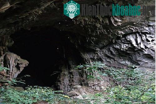 Sinh cảnh của loài dương xỉ mới ở trong hang động. (Ảnh: VQG Phong Nha).