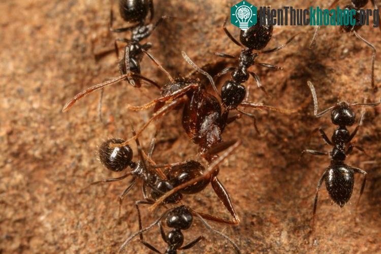 Khu vực rừng tại Ethiopia này có thể là điểm xuất phát của một giống loài lớn, có khả năng xâm lược các vùng khác rất cao.