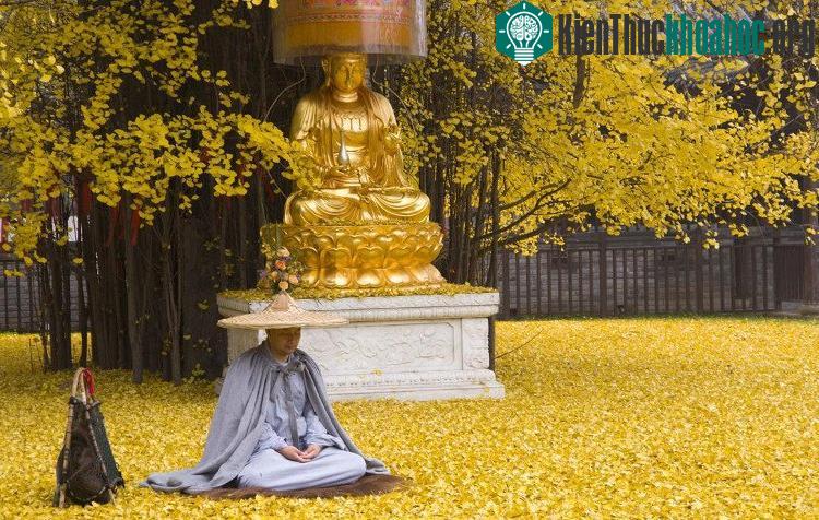 Cây dẻ quạt thường được mệnh danh là "hóa thạch sống" vì loài cây này không thay đổi suốt hơn 200 triệu năm qua