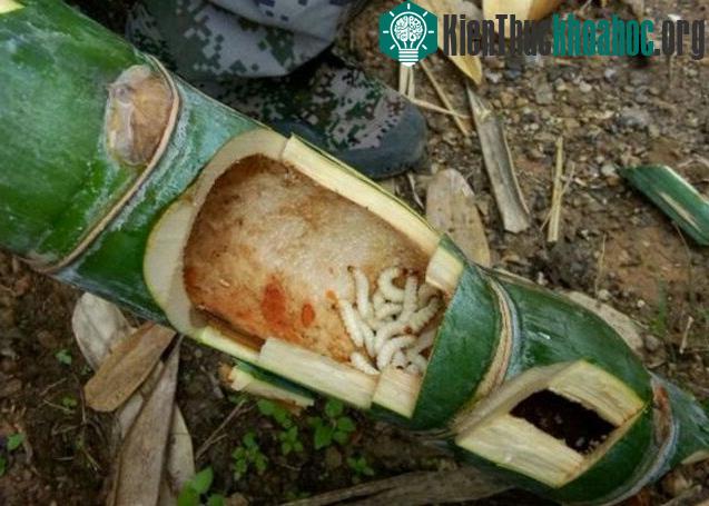 Loài sâu này thường được tìm thấy trong những cây tre nứa có biểu hiện khô héo ngọn, đốt tre bị co rúm.