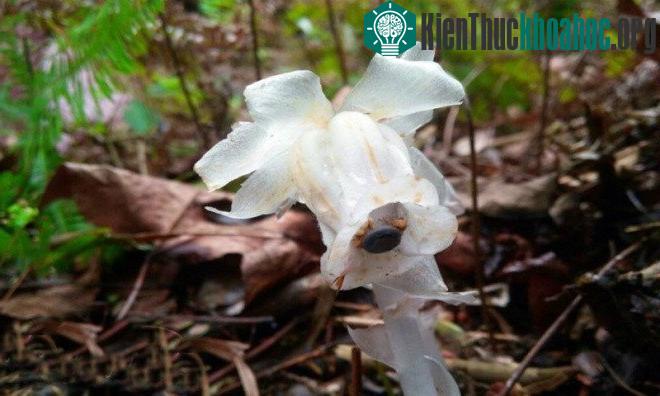 Trong truyền thuyết Trung Quốc, lan thạch anh bị coi là loài hoa của địa ngục, tượng trưng cho tà ác.