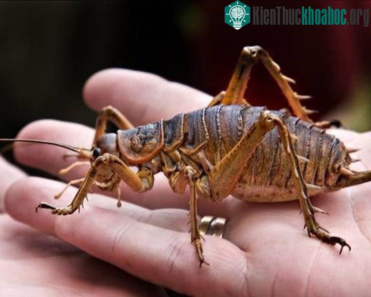 Dế Weta