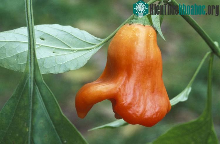 Ớt Peru Rocotillo