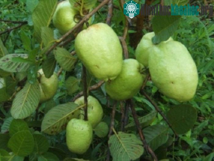 Những loại trái cây không hạt thu lời "khủng" của dân Việt ảnh 2