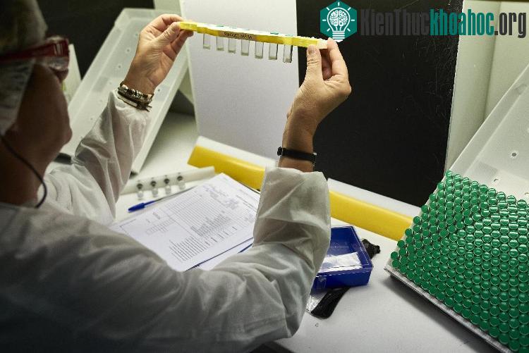 Hiện vẫn chưa có thuốc đặc hiệu và vắcxin chống sốt xuất huyết dengue. (Nguồn: NBC)