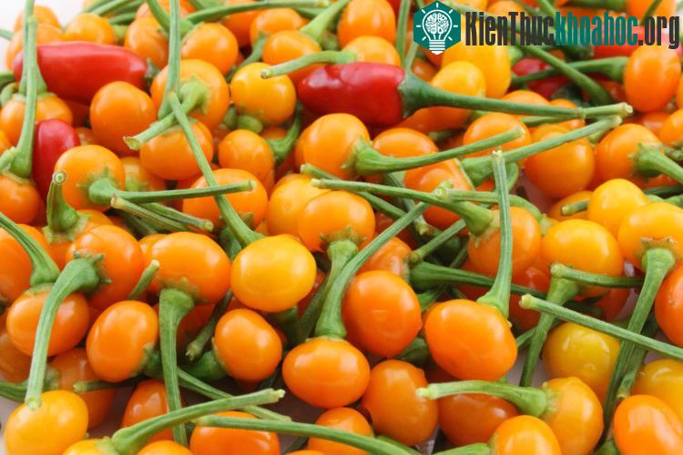 Ớt đắt nhất thế giới giá 26.000USD một kg ảnh 2