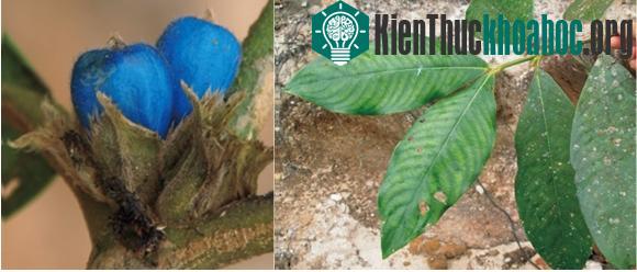 Đặc điểm nhận dạng loài Xú hương gigan (Lasianthus giganteus). (Ảnh: Viện Hàn lâm Khoa học và Công nghệ Việt Nam)