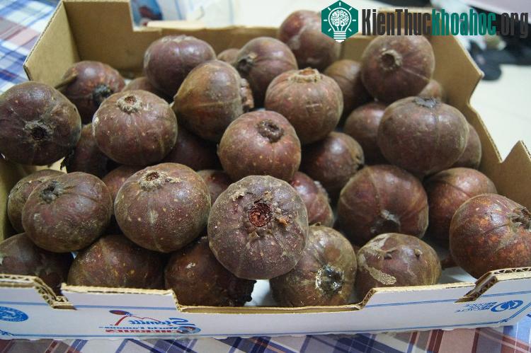 Quả ngõa mật đang được dân Hà Nội lùng mua nhiều.