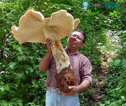 Cây nấm to chưa từng thấy.