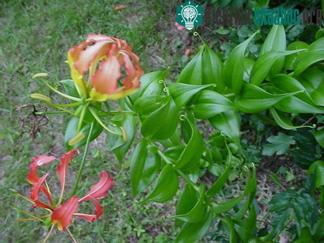 Loài hoa này có thể sống được cả những nơi đất nghèo dinh dưỡng nhất chẳng hạn như các cồn cát.