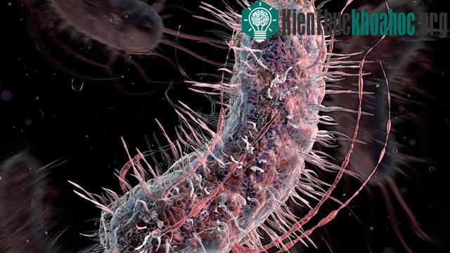 Khuẩn E. coli.