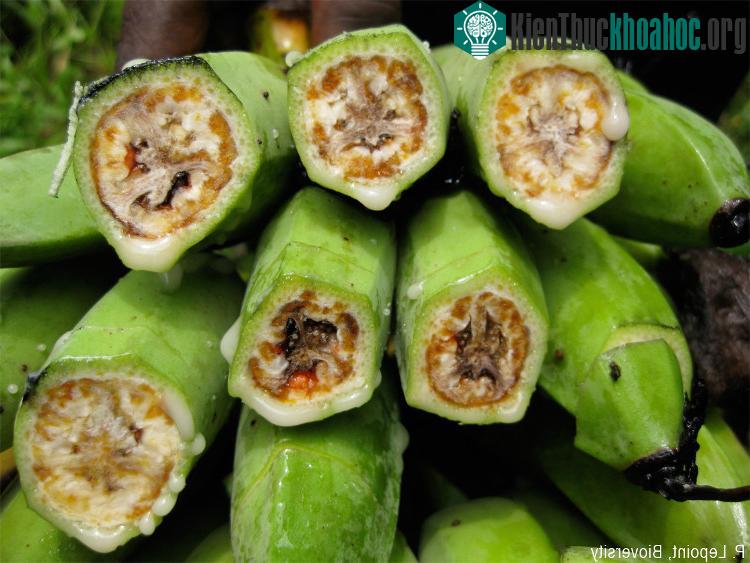 Quả chuối bị bệnh.