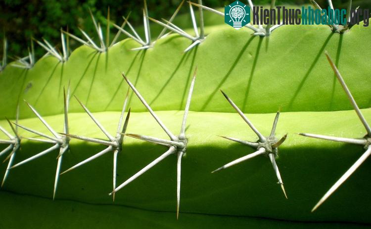 Đây là gai thường thấy ở cây xương rồng.