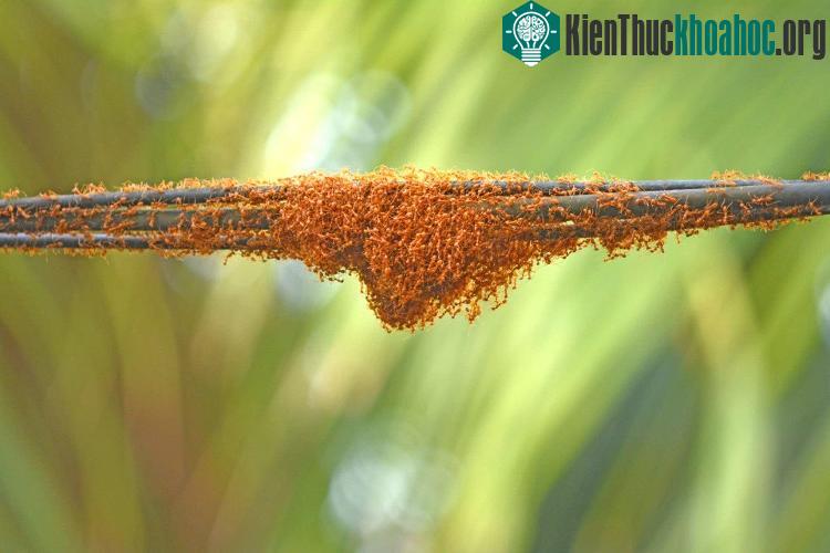 Bên cạnh đó, kiến Lasius Neglectus thường sống theo bầy đàn chứ không tách riêng lẻ.
