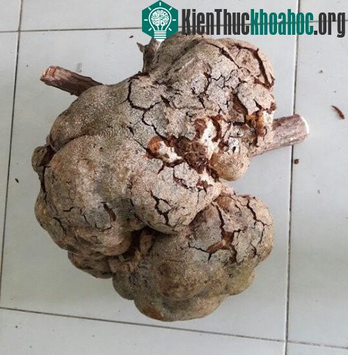 Cận cảnh củ nấm.