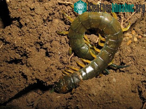 Scolopendra gigantea là loài rết lớn nhất thế giới