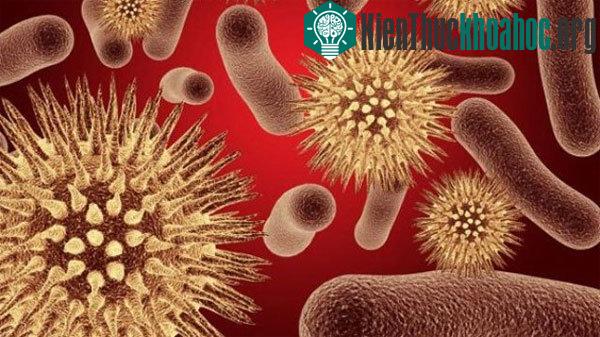 Virus Lassa
