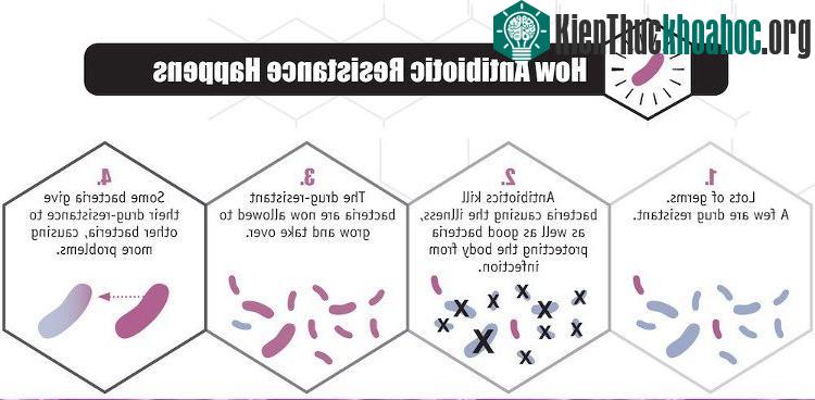 Quá trình vi khuẩn kháng kháng sinh tồn tại và phát triển thành quần thể.