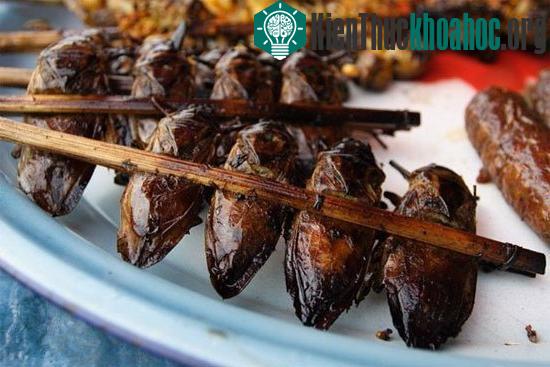 Côn trùng họ nhà gián (cà cuống) cùng với các loài côn trùng khác được cho là có thể giúp đẩy lùi nạn đói.