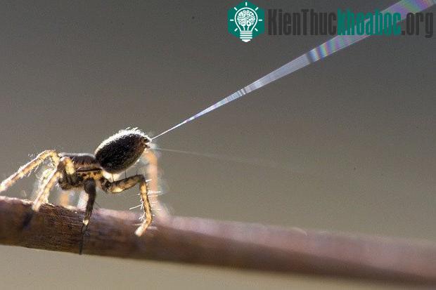 Chúng sẽ sử dụng những sợi tơ của mình, bắn chúng ra ngoài không khí ở trên cao và lợi dụng gió để đưa mình đi xa.