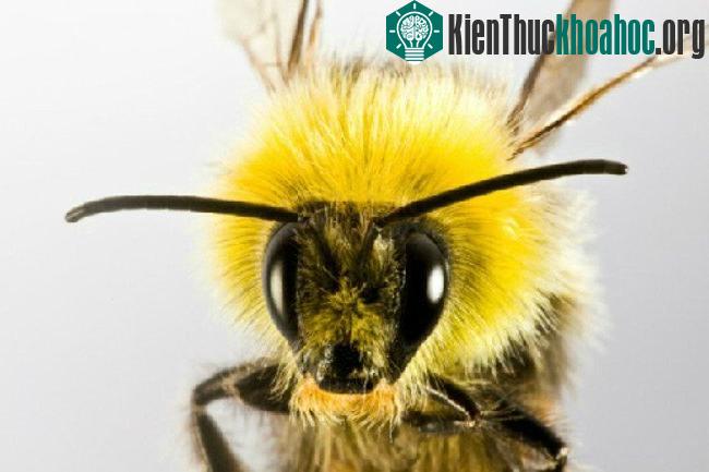 Khả năng cảm nhận đặc biệt