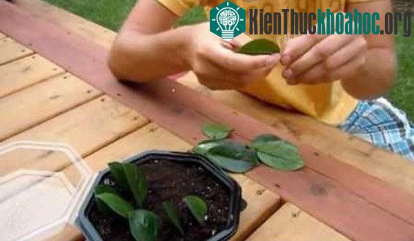 Cuống và lá của cây kim tiền có chứa nhiều tinh thể canxi oxalat.