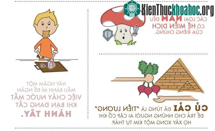 Mỗi một loại nấm đều có hệ miễn dịch của riêng chúng.